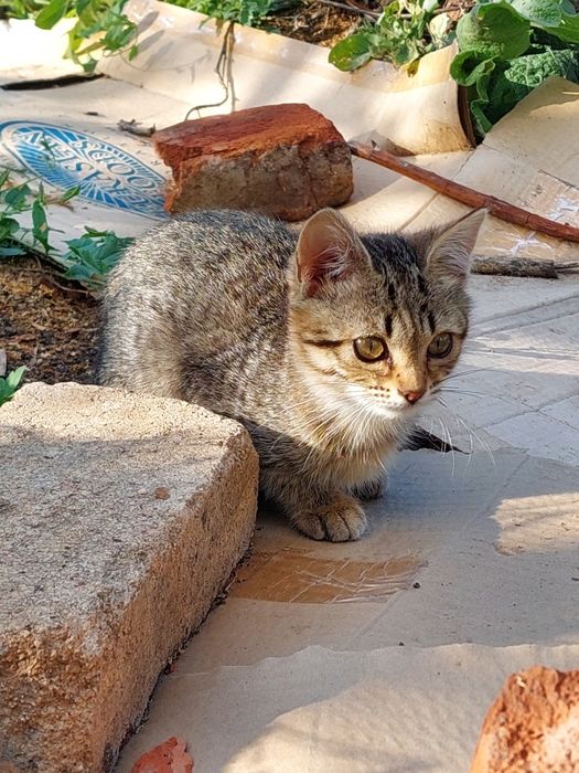 Котенок 3 месяца девочка