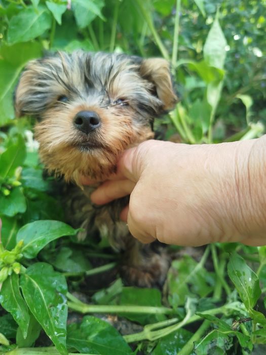 Иоркширский терьер