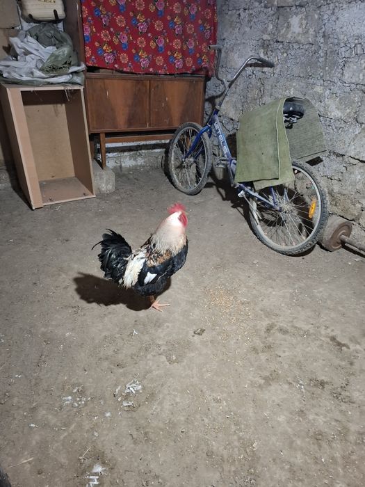 Птицыыыыыыыыыыыы