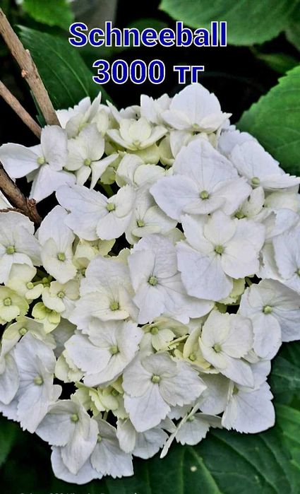 Гортензии разные сорта