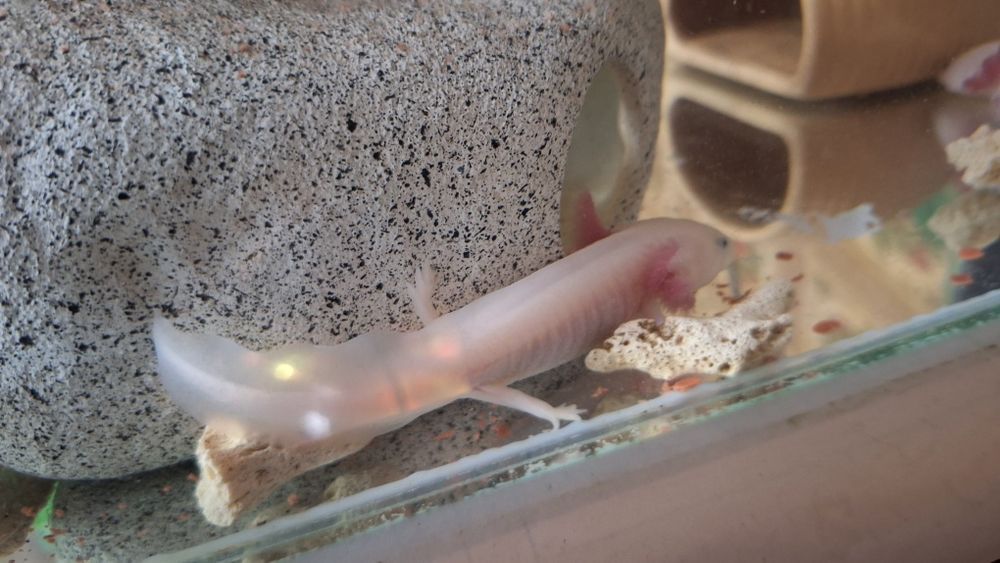 Аксолотль, в продаже малыши