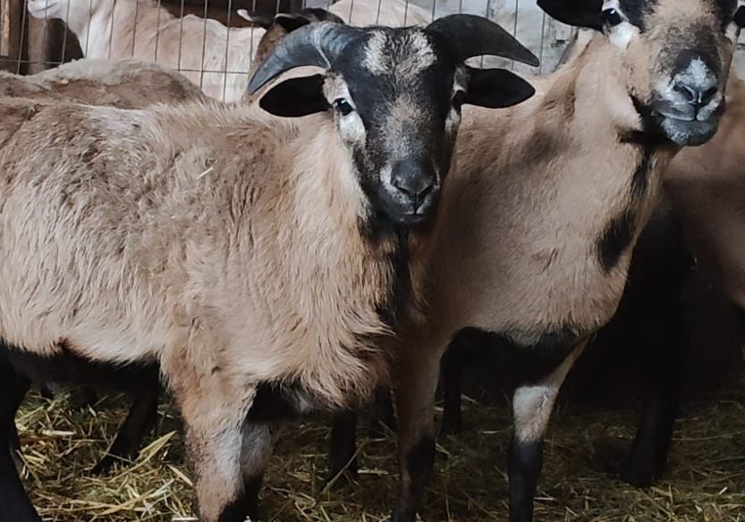 Oi de camerun gestante și cu miei