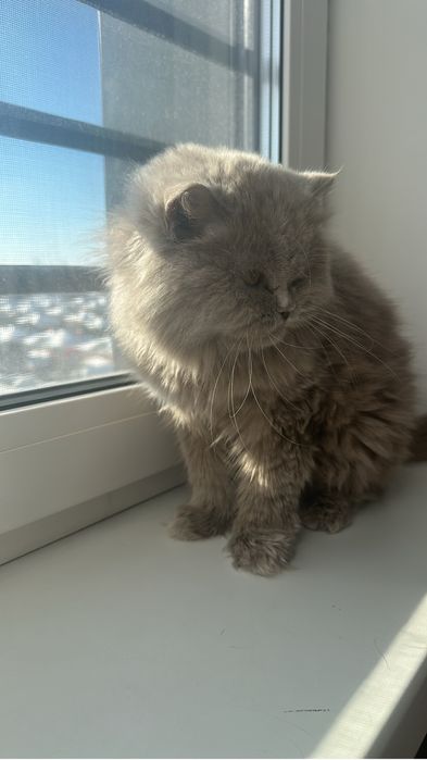 Кошка британский длинношерстный