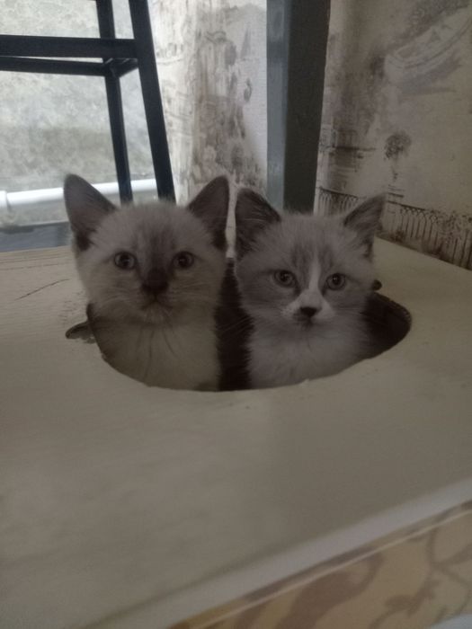 Милые и игривые котята