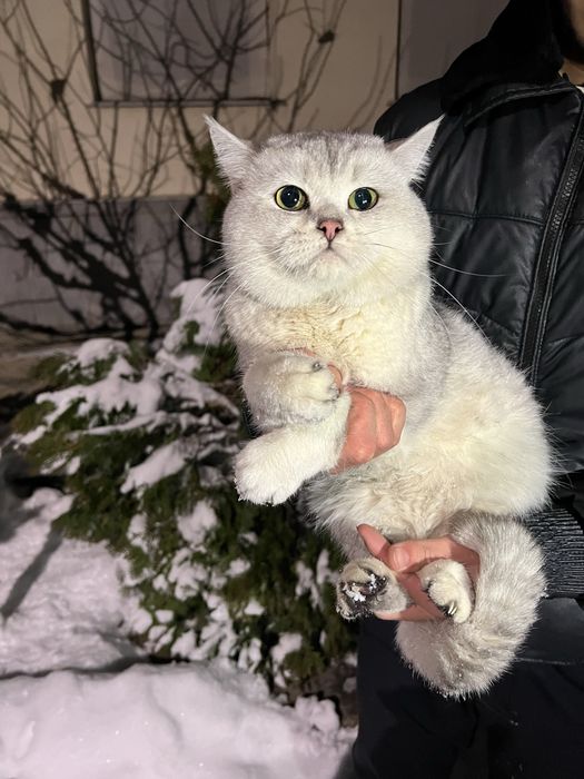 ВЯЗКА ( VYAZKA ) Британский кот Серебристая Шиншилла кот ! Nasl oliwga