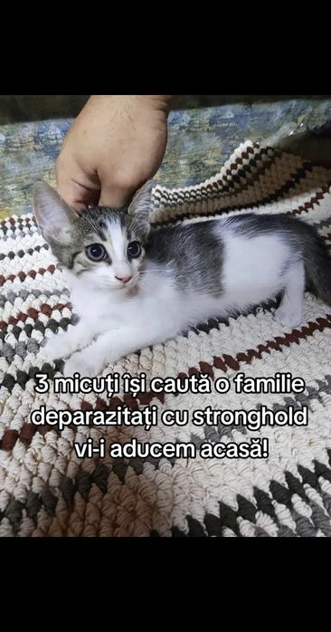 Pisici spre adopție