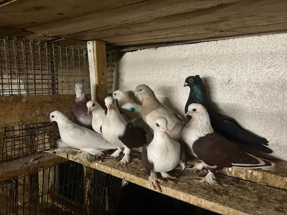 Продам краснобоких парных голубей