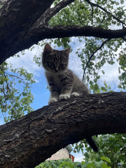Котенок, кошечка, кошка