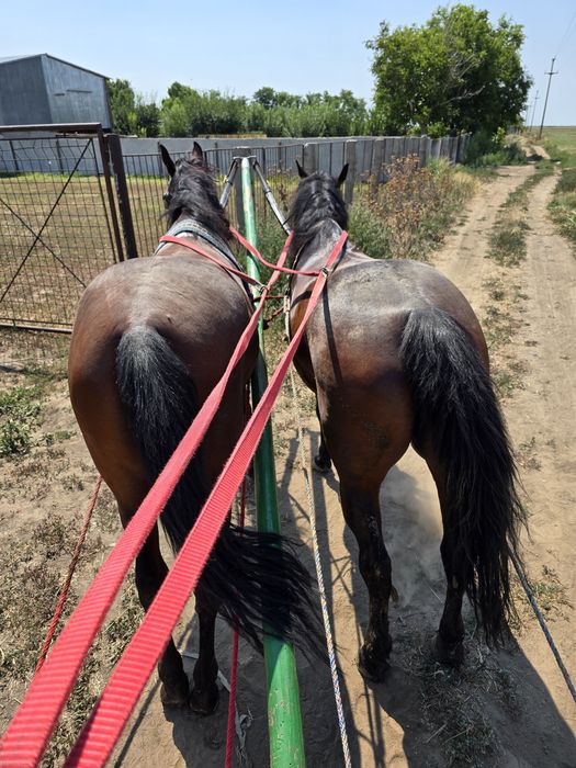 De vânzare iapă de 2 ani
