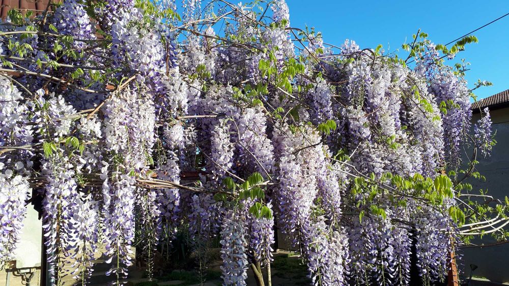 Glicină mov (salcâm) și SALCÂM DE MĂTASE