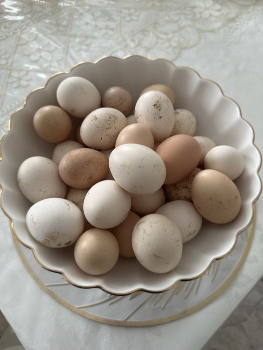 Инкубационные яйца для инкубатора