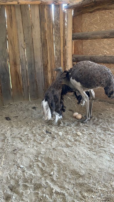 Struti reproducatori