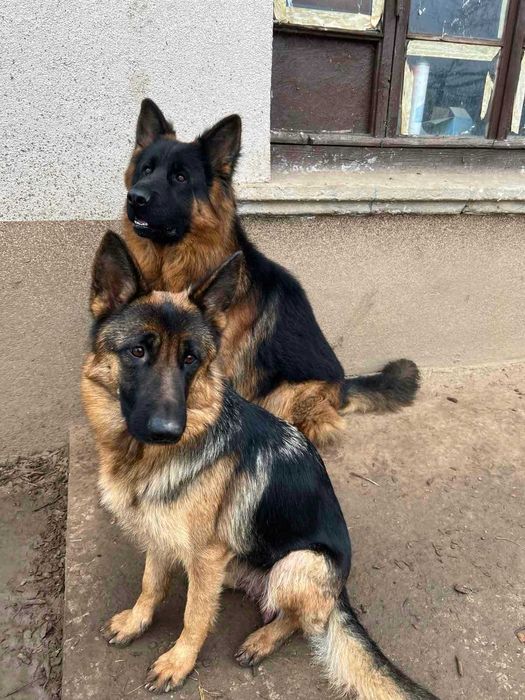 Продавам Немски Овчарки