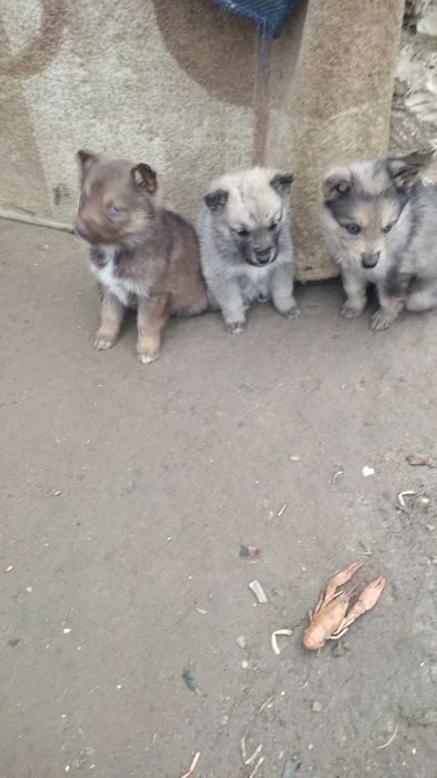 Щенята хаски девочки