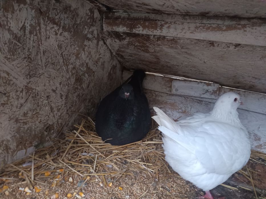 Familii Porumbei Texani