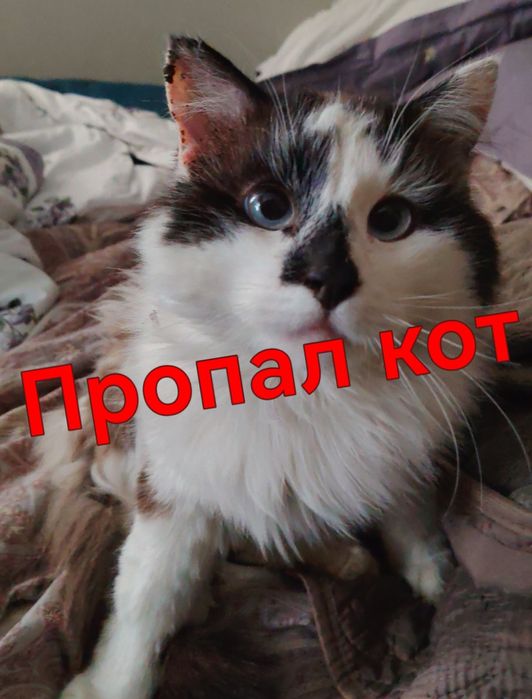 Пропал кот 3 недели назад