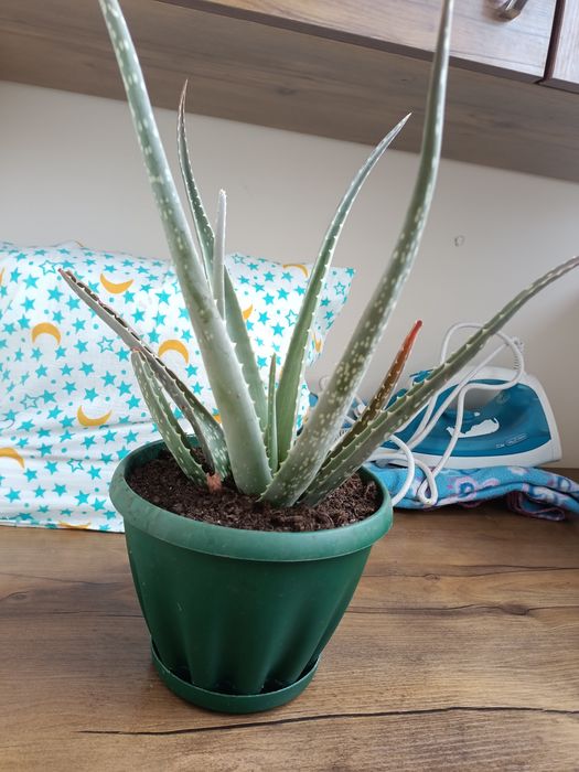 Продам алое Вера, калонхое