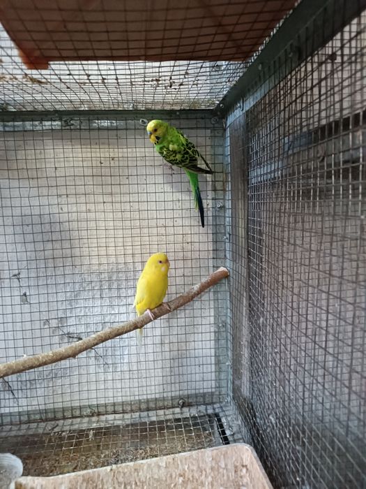 Продаётся взрослые пары волнистых попугай