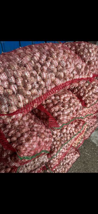 Vand usturoi romanesc oferta buna