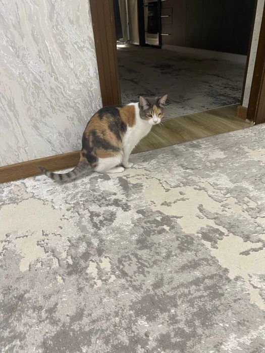 Трехцветная счастливая кошечка. Бесплатно! На участок. Стерелизована