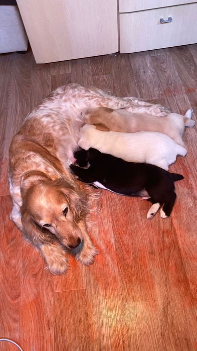 Отдам в добрые руки