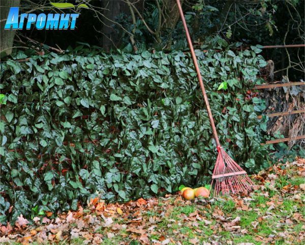 Декоративни оградни пана. Жив плет, бръшлян, чемшир. Най-ниските цени!