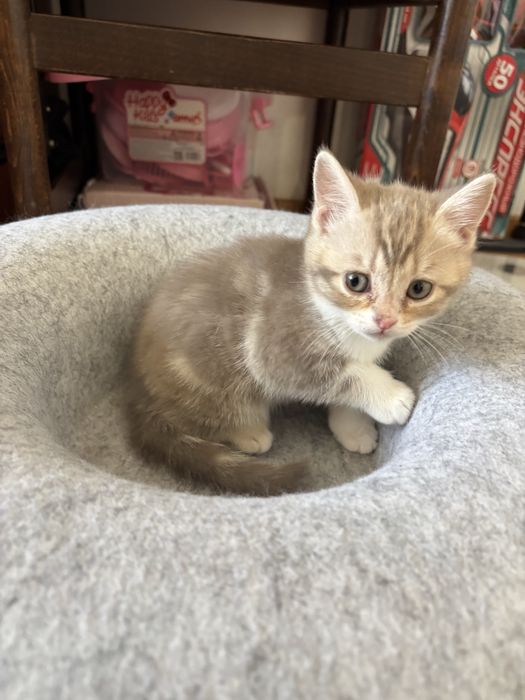 Продаю котят британские