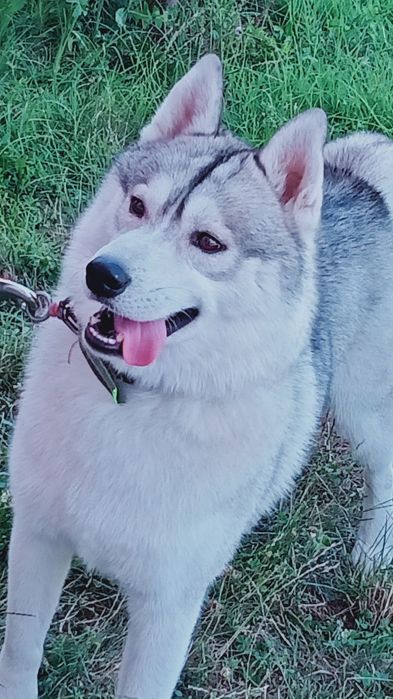 Хаски кобель на вязку