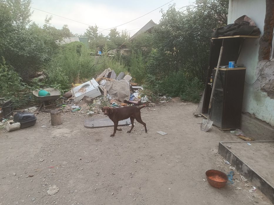 Отдам даром 3 собаки охотники