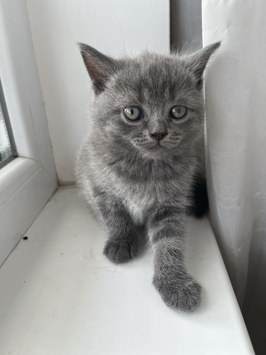 Британско котенце
