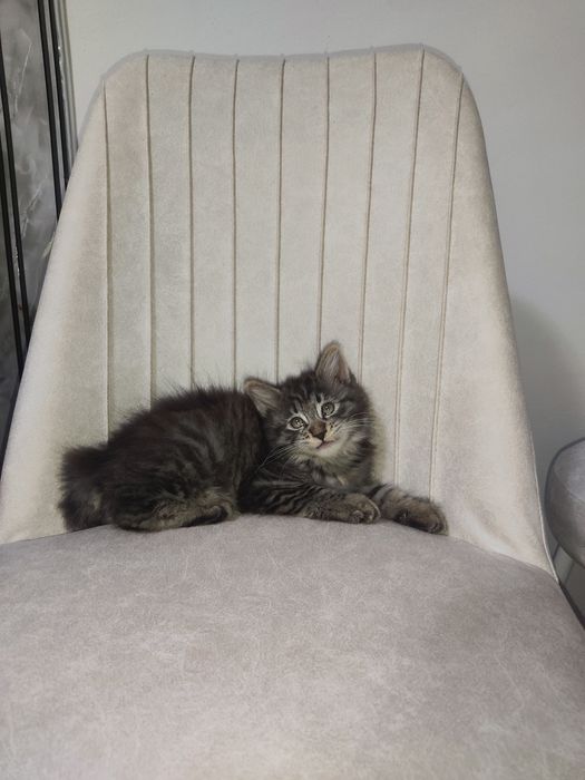 Котята метисы 2.5 месяца девочка и мальчик