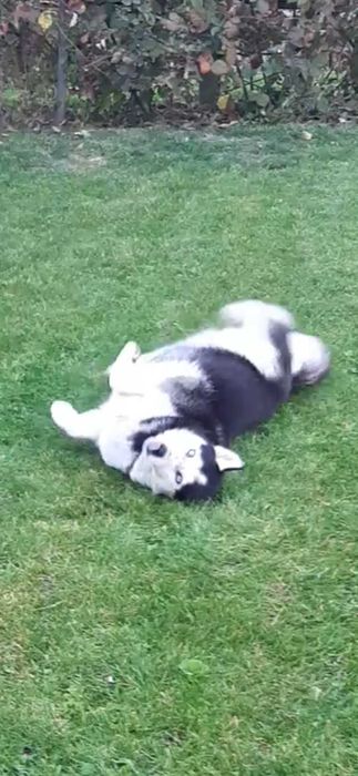 Husky Siberian rasa pura