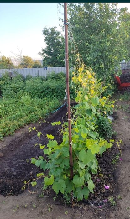 Продам дачу в СО Пригородное  .5соток