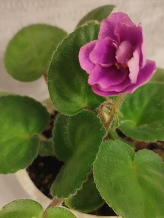 Фиалка и колеусы .