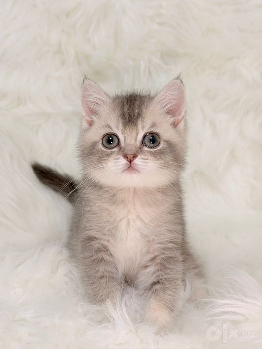 Продам котят золотая шиншилла