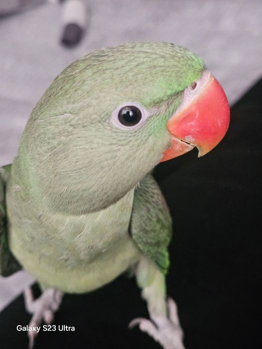 Александровский попугай 9 ойли