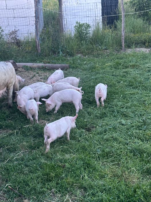 De vânzare 350 bucata