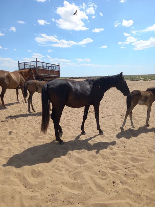 Үлкен әтештері бар қара еркектердің тобы аққұбаны трахает