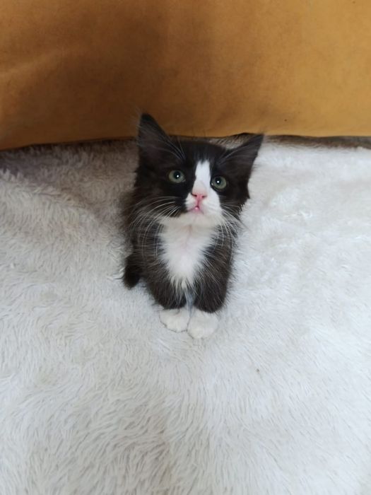 Котёнок мальчик в добрые ручки