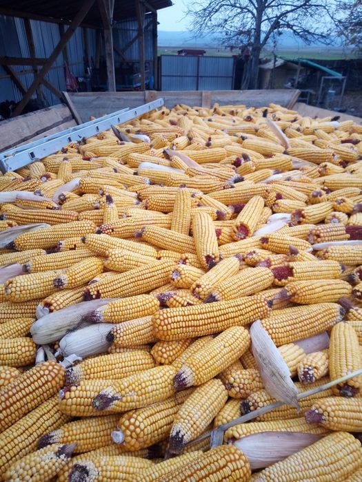 Vând porumb boabe la 1 leu