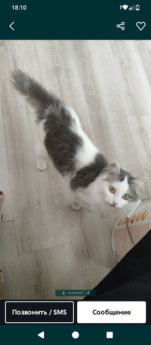 Отдам кота в добрые руки