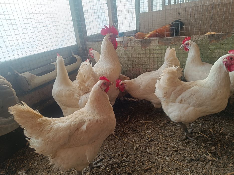 Бресс Гальская порода кур