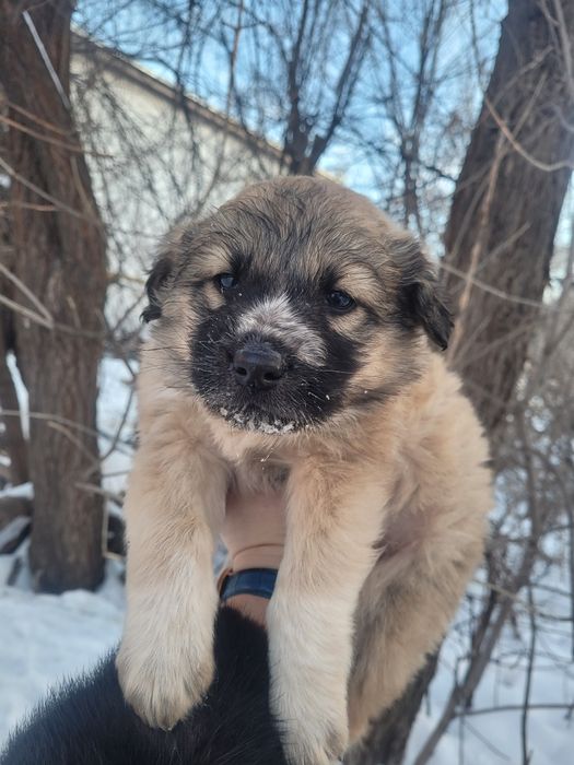 Срочно мальчики ищят дом