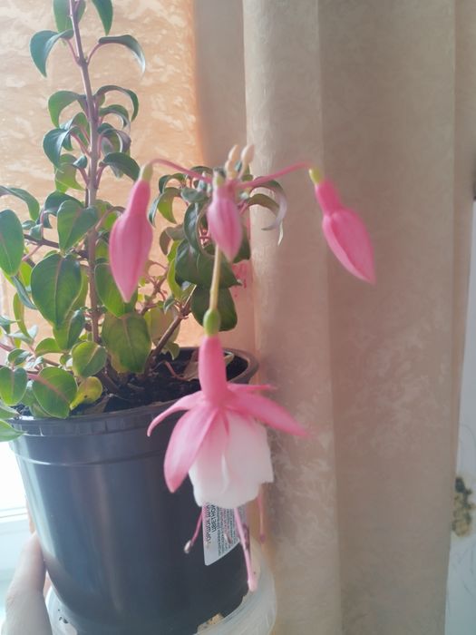 Фуксии ,укоренившиеся черенки.