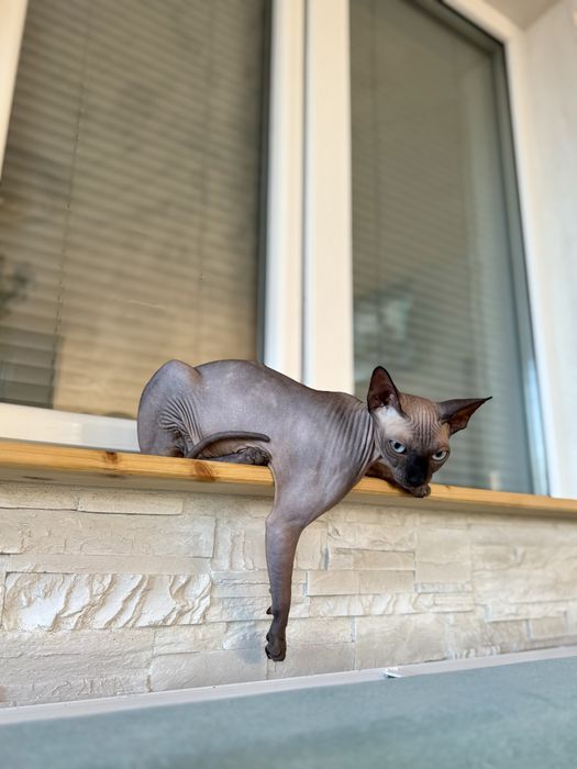 Pisică Sphynx (Canadian Sphynx)
