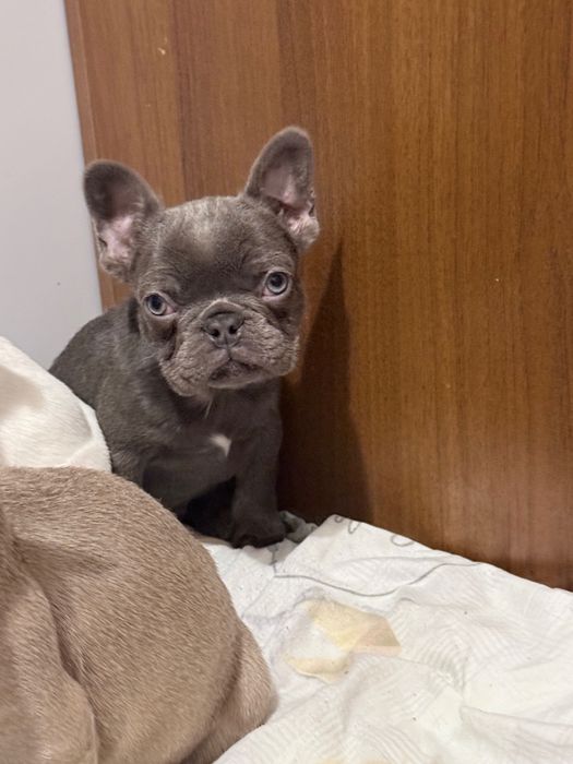 Френски Булдог Кученцa