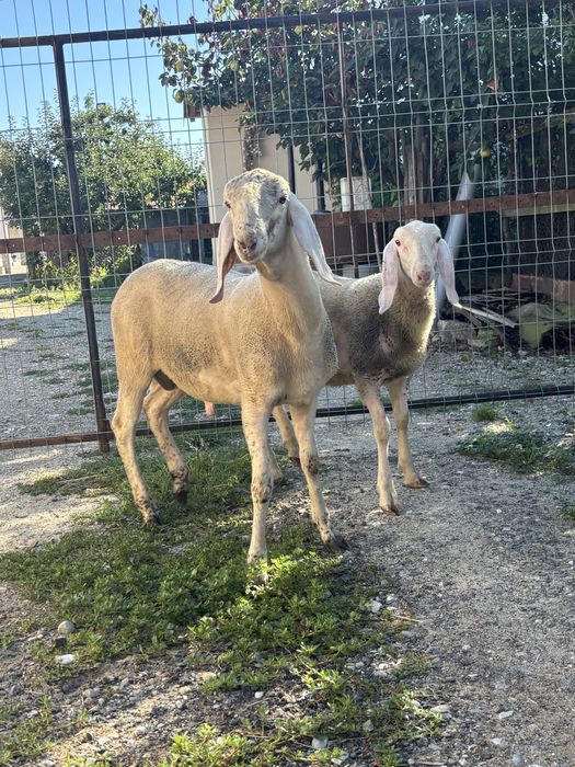 Vand doi berbecuti  bergamasca