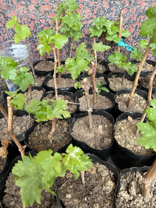 Аватар, рататуй, ламборджини узум  каламчалари ва кучатлари