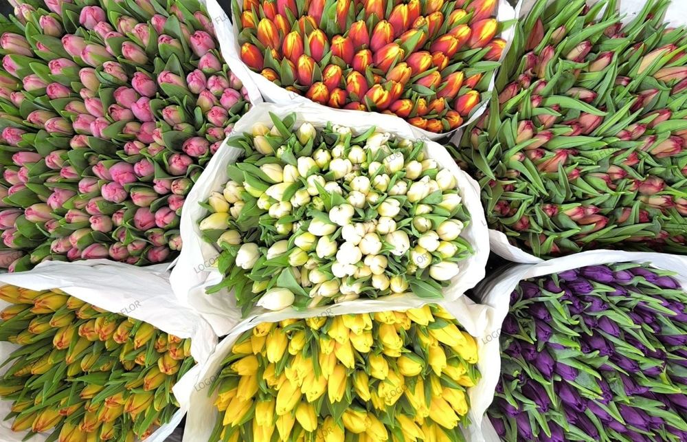 Тюльпаны оптом и в розницу.