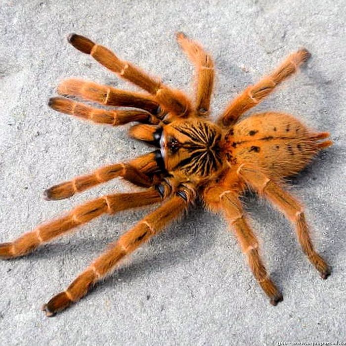 Паук птицеед Pterinochilus murinus (OBT)